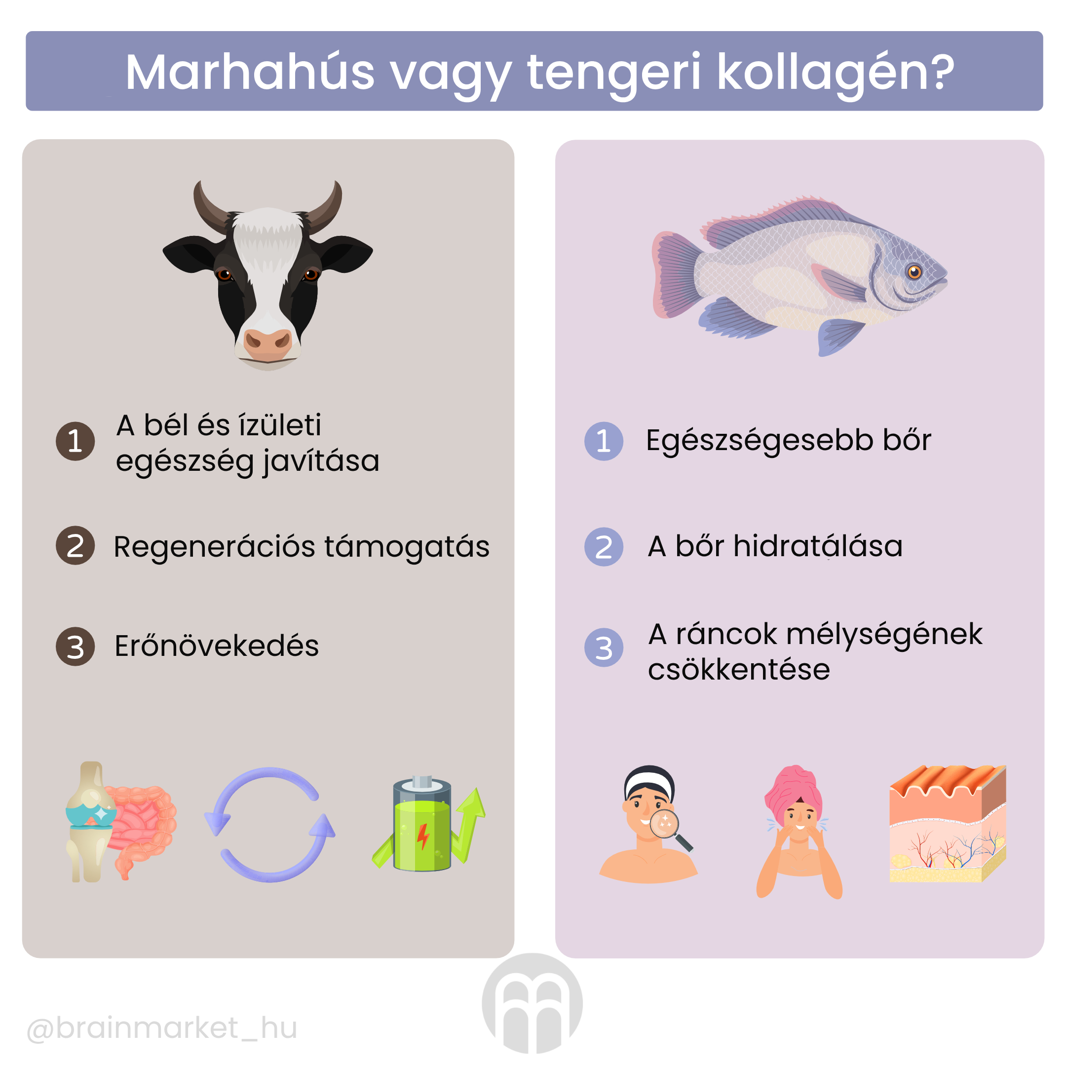 hovezi nebo morsky kolagen_infografika3_HU